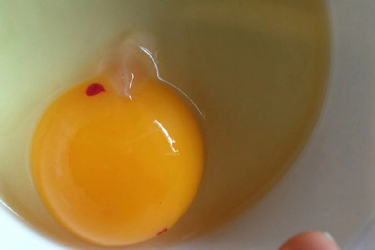 Lòng đỏ trứng gà có đốm máu ăn được không
